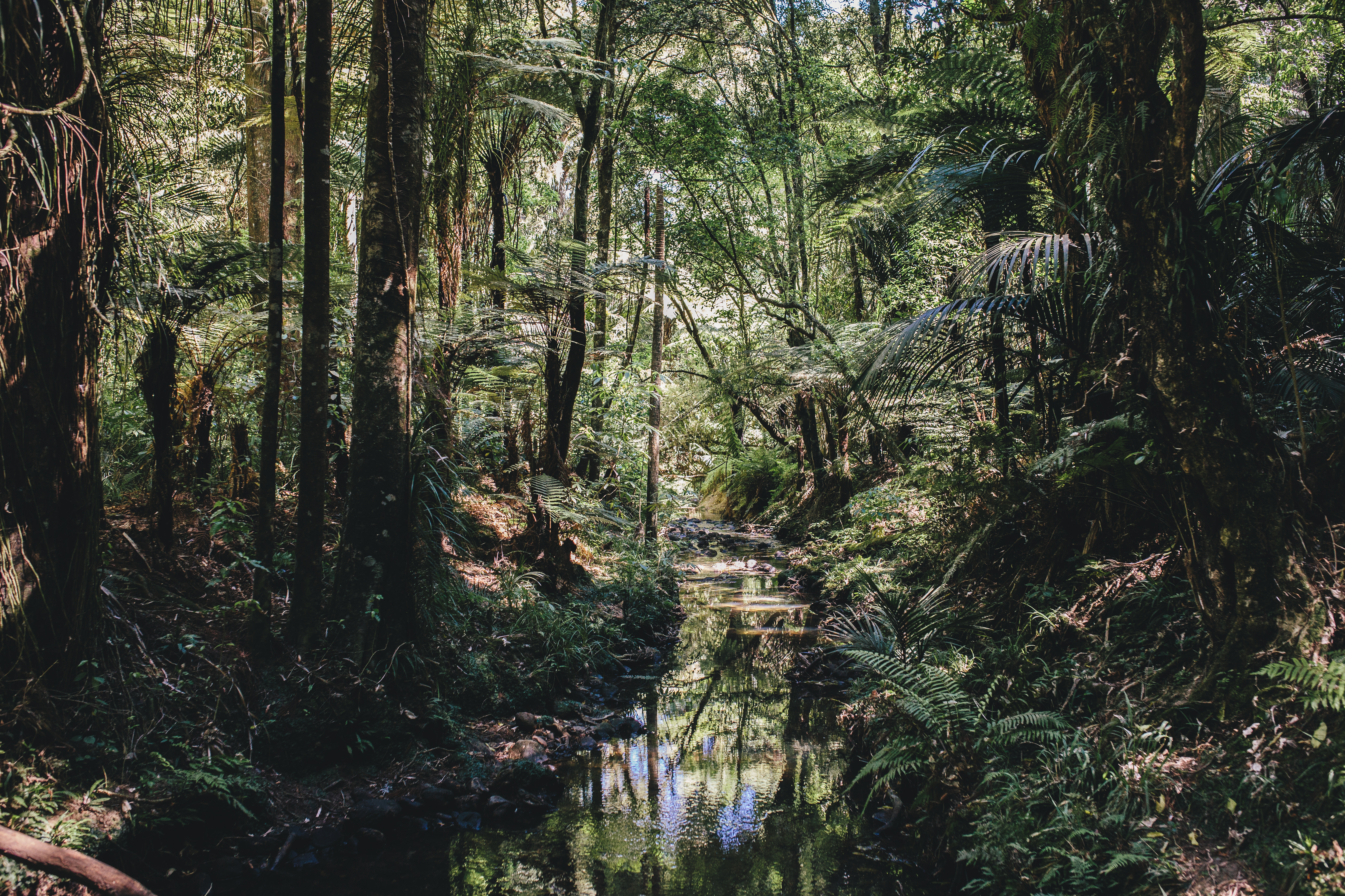 Image of the Puhinui river in a natural and healthy state.