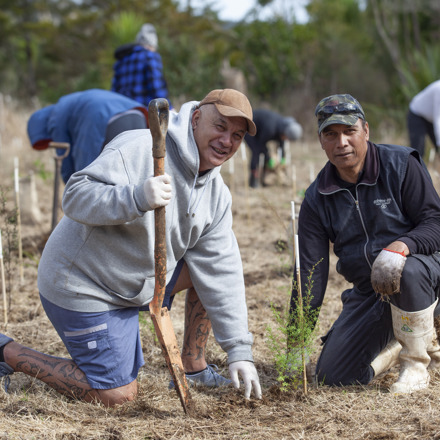 Two men kneeling by planted tree 