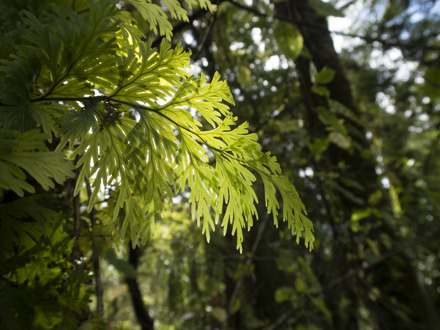 Fern leaf