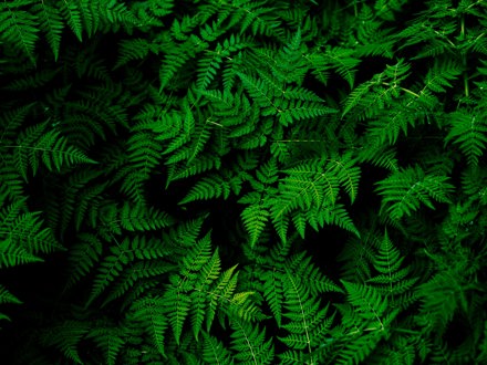 Fern leaves