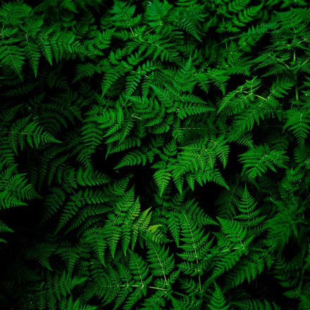 Fern leaves