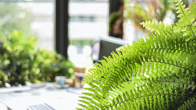 Indoor fern with laptops in background