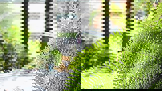 Indoor fern with laptops in background