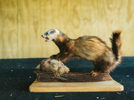 Taxidermy of stoat killing native bird