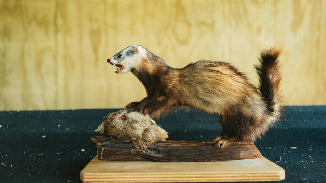 Taxidermy of stoat killing native bird