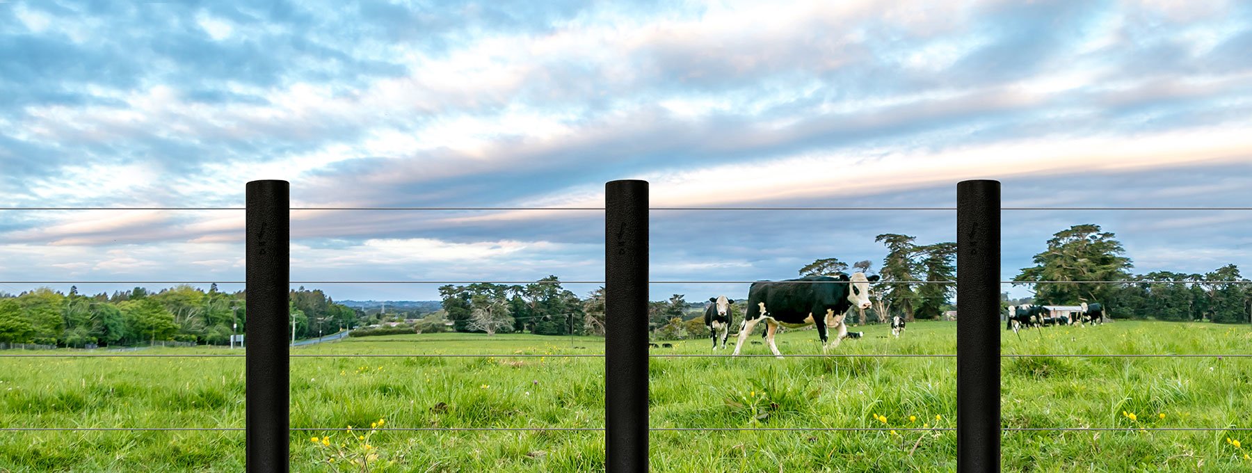 Futurepost fence design with cows in background