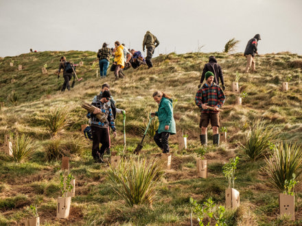 Tree planting on hillside