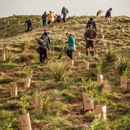 Tree planting on hillside