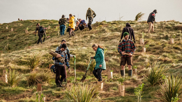 Tree planting on hillside