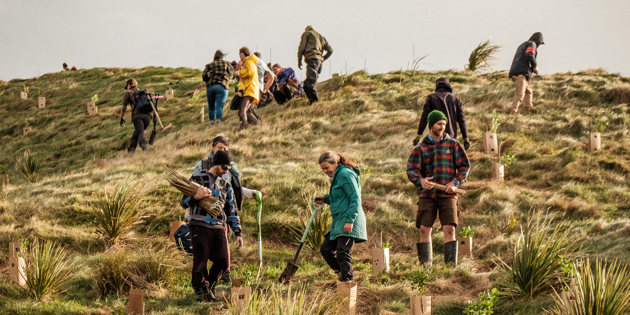 Tree planting on hillside