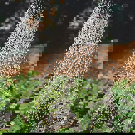 Watering can with a stream of water flowing onto vegetables 