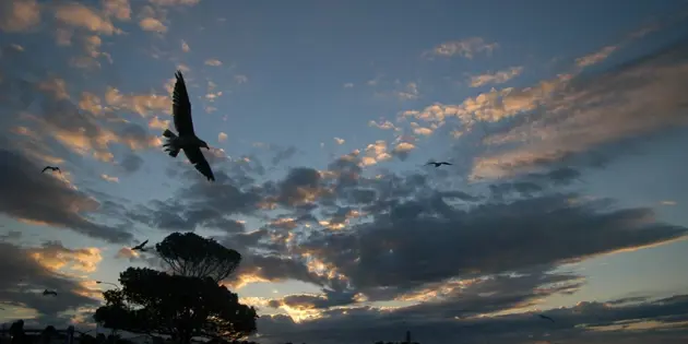bird flying in evening sky in Auckland