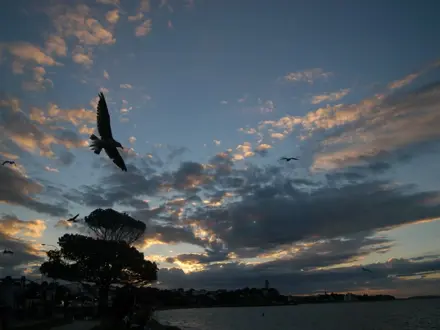 bird flying in evening sky in Auckland