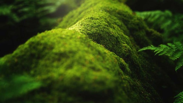 Close up of moss of branch
