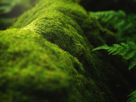 Close up of moss of branch