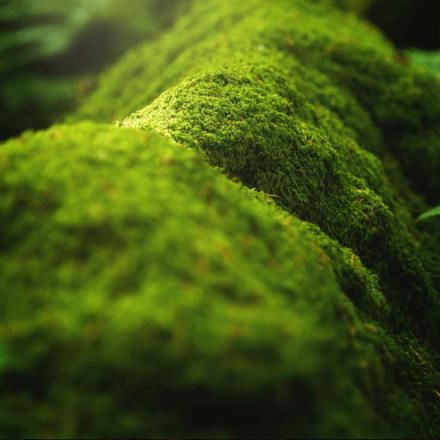 Close up of moss of branch