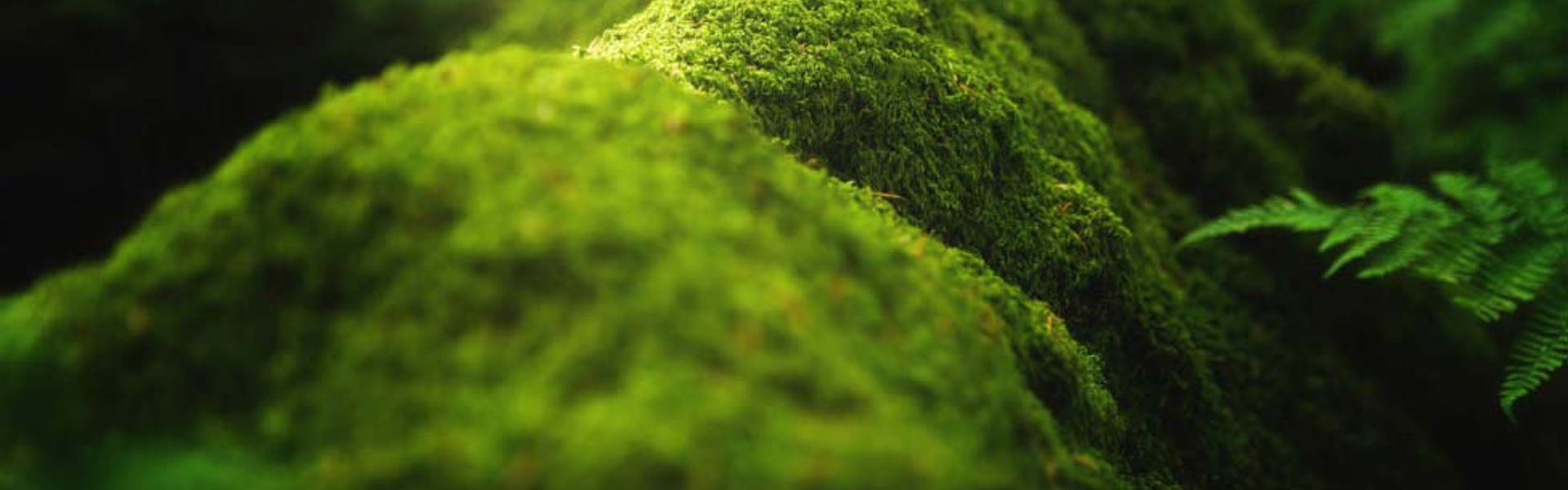 Close up of moss of branch