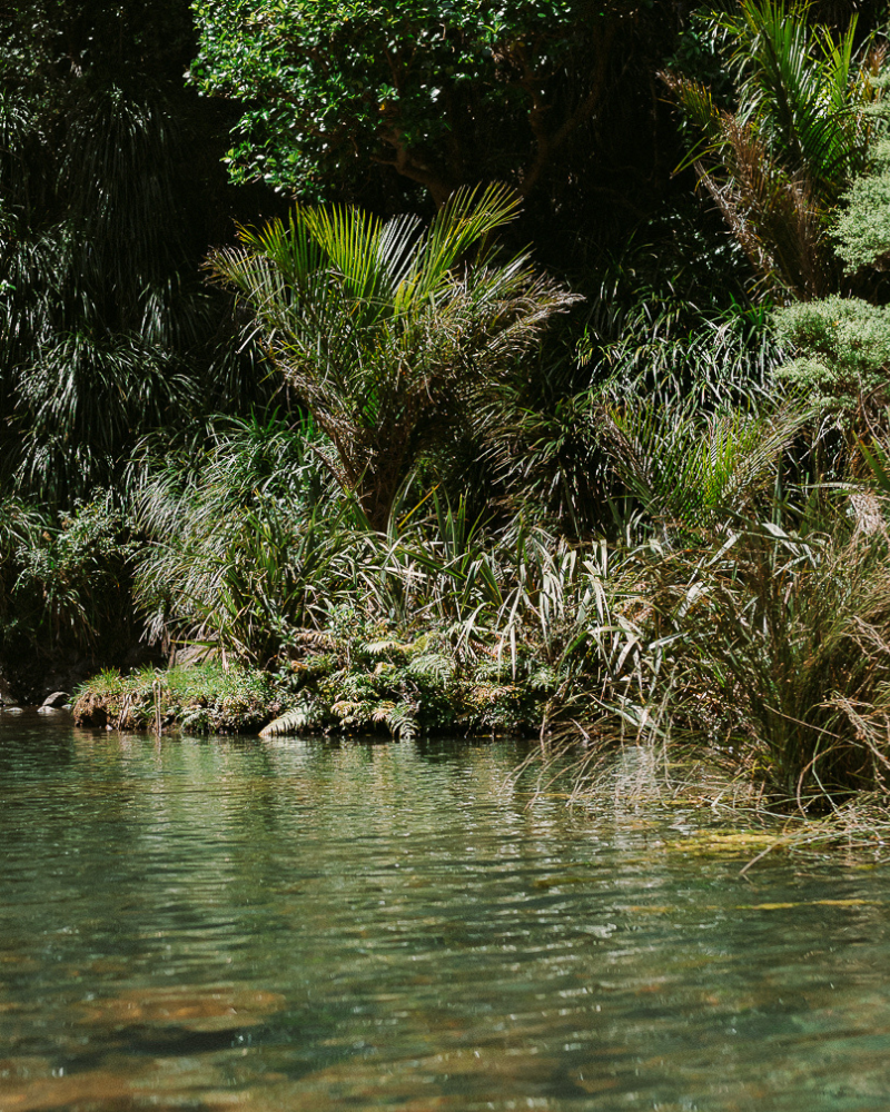 Stream in foreground with vegetation and large trees growing on bank behind