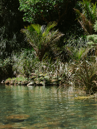 Stream in foreground with vegetation and large trees growing on bank behind