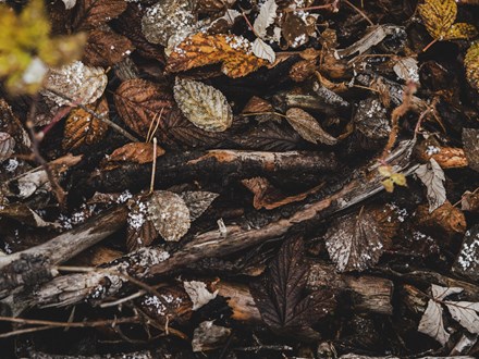 Brown leaves on ground