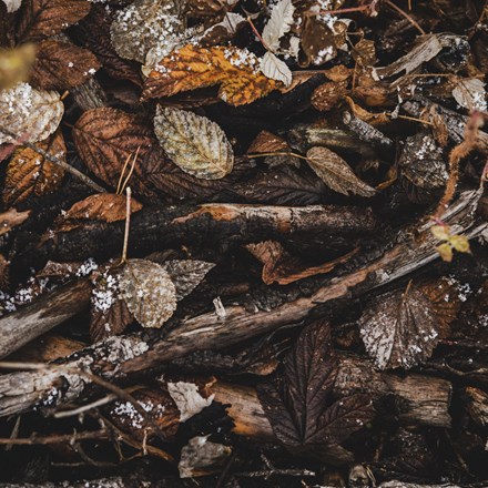 Brown leaves on ground