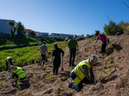 Planting in the Puhinui