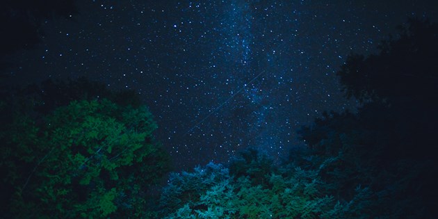 Trees on a night sky