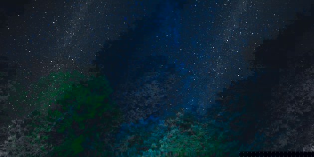 Trees on a night sky