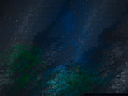 Trees on a night sky