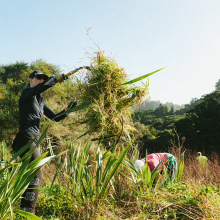 Person using flax cutter/shark to remove weeds and throwing them away from plantings