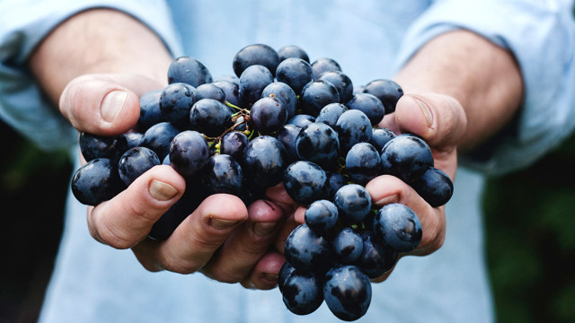 Hands holding bunch of red grapes