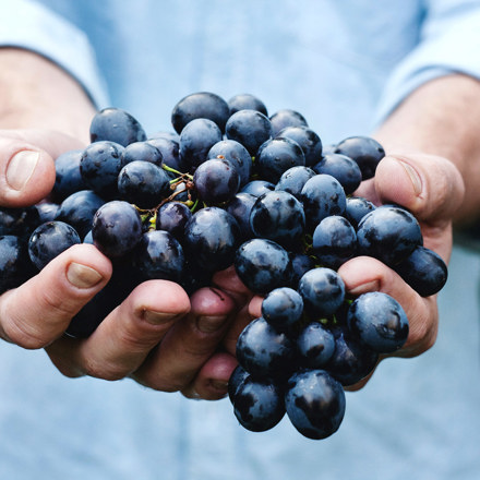 Hands holding bunch of red grapes