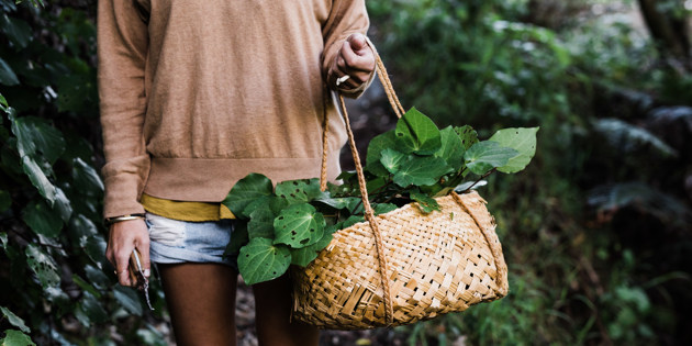 Woman with basket of harvested kawakawa leaves