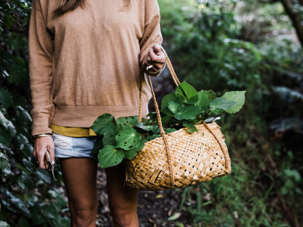 Woman with basket of harvested kawakawa leaves
