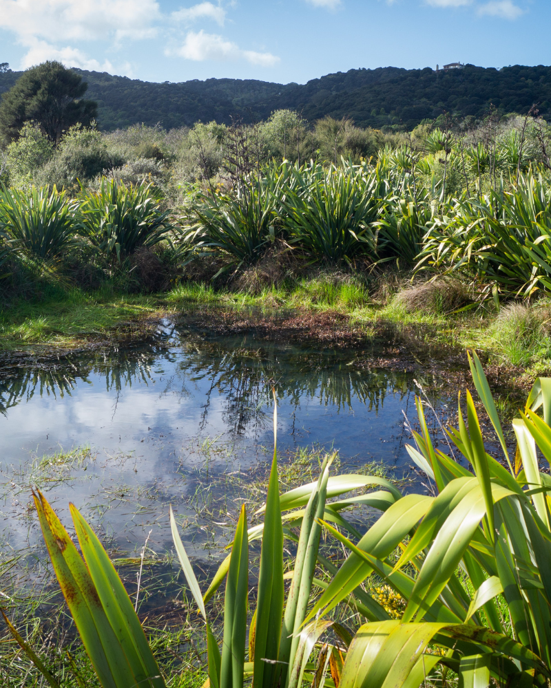 Image of wetland/pond with flax plants growing around the outskirts