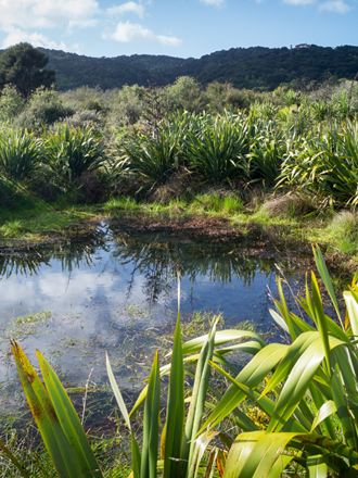 Image of wetland/pond with flax plants growing around the outskirts