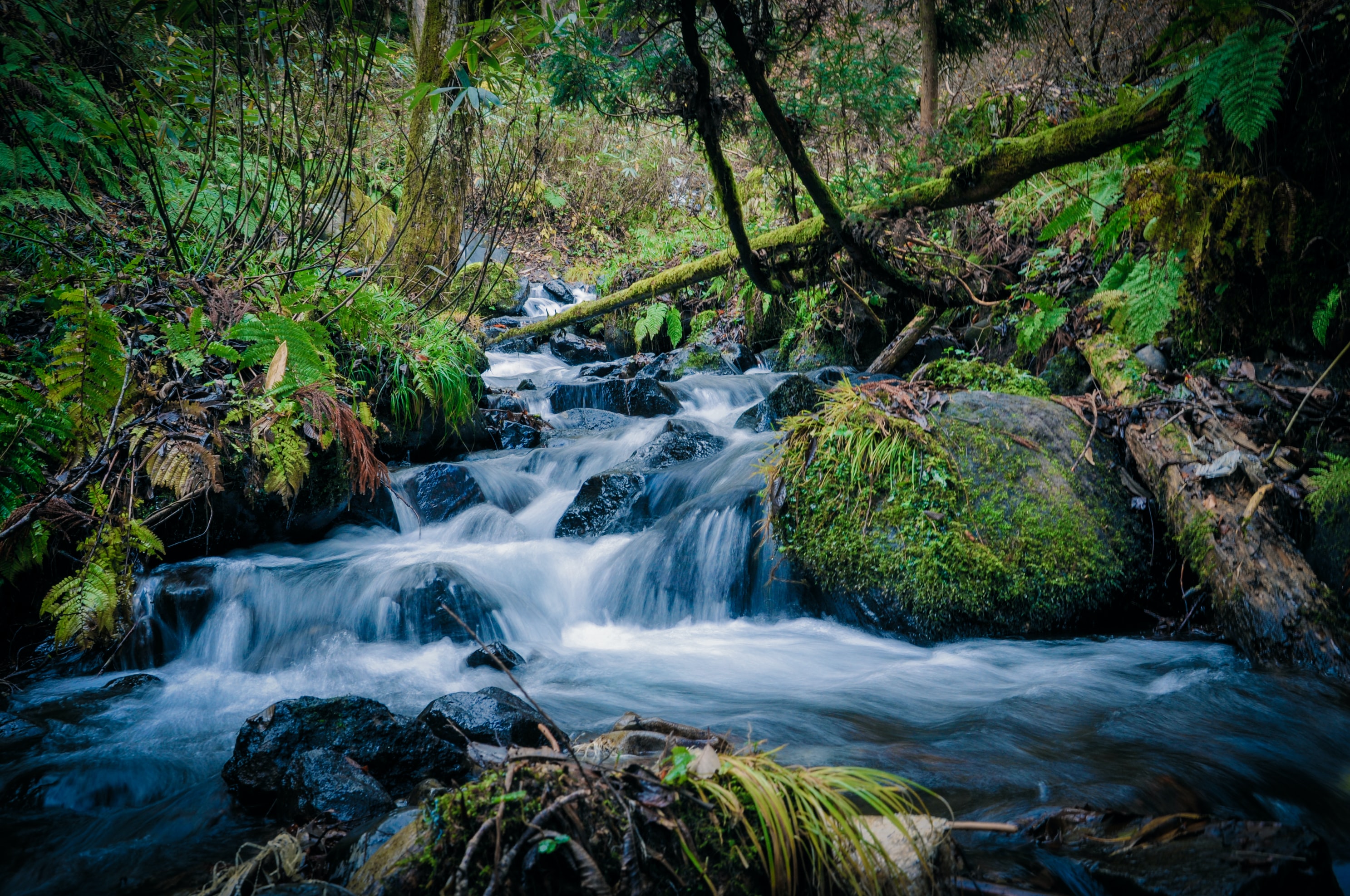 Water flowing down rocks in a stream surrounded by mossy vegetation