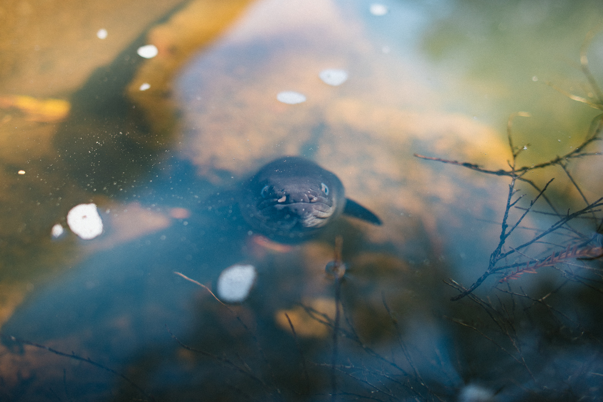 Tuna/Freshwater New Zealand Eel in stream looking up into camera