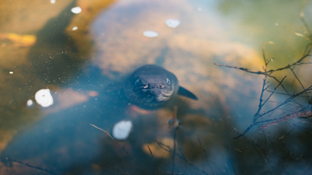 Tuna/Freshwater New Zealand Eel in stream looking up into camera