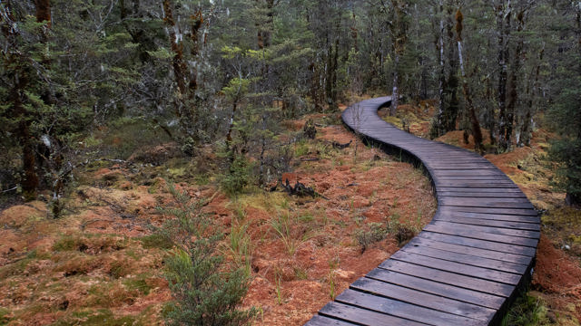 Boardwalk through bush