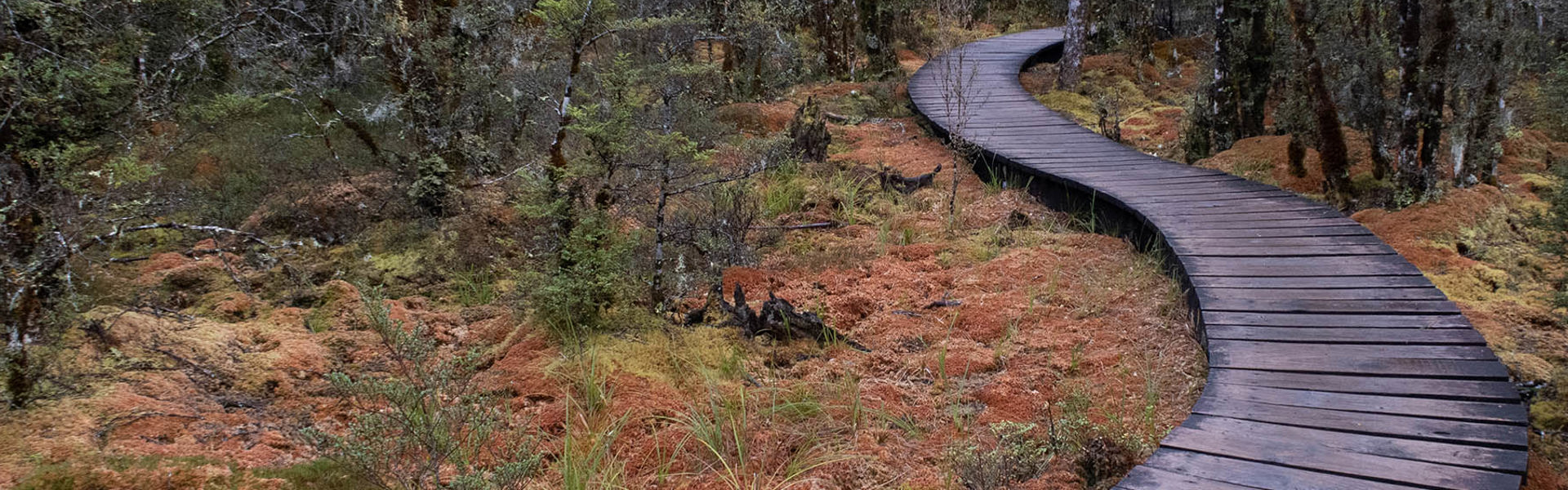 Boardwalk through bush
