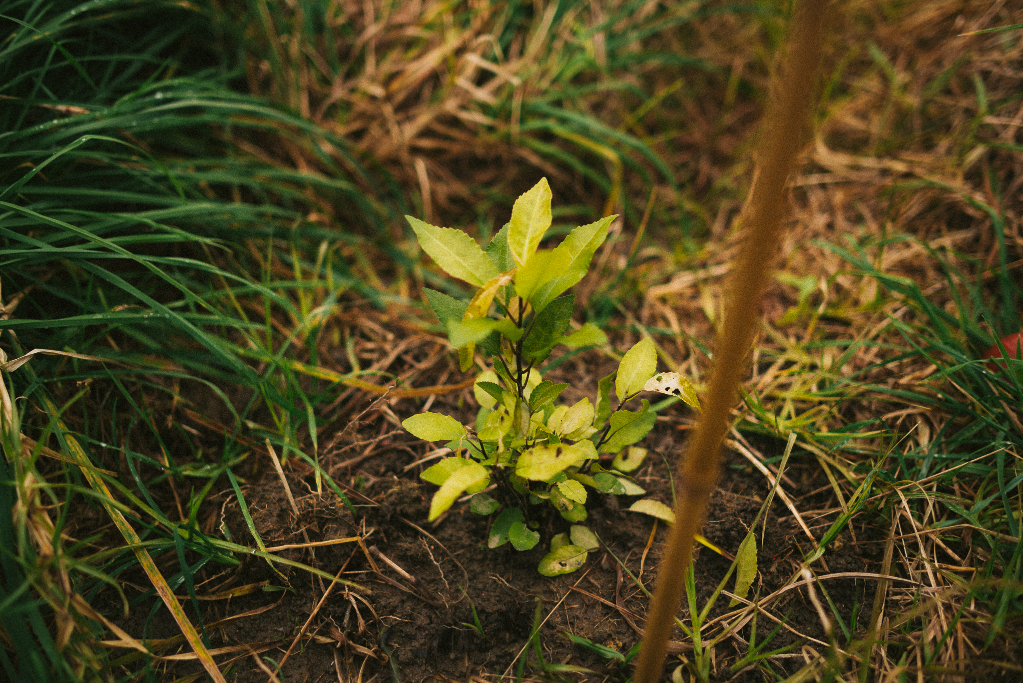 Close up of recently planted seedling alongside a wooden stake