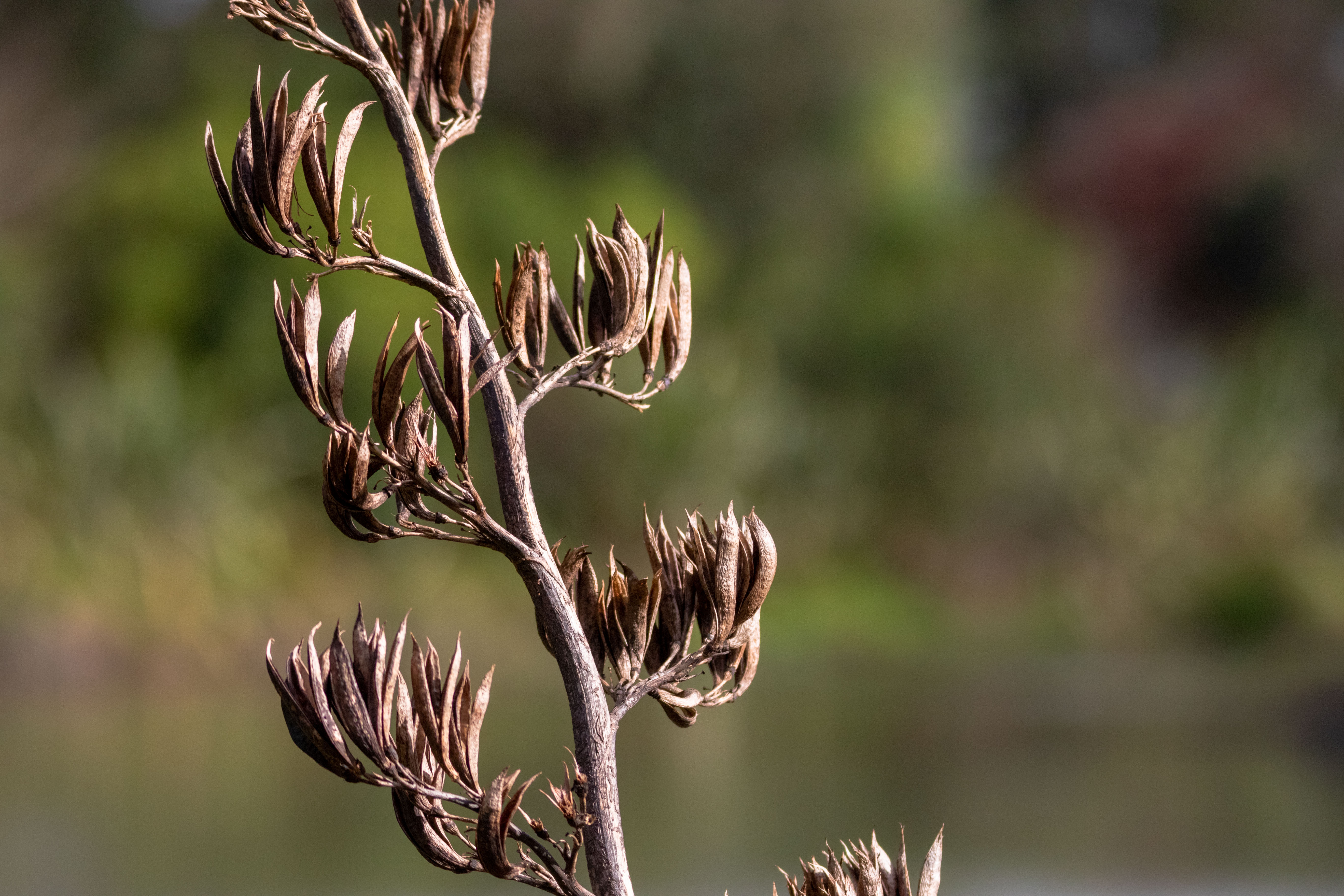 Close up of harakeke/flax flower 