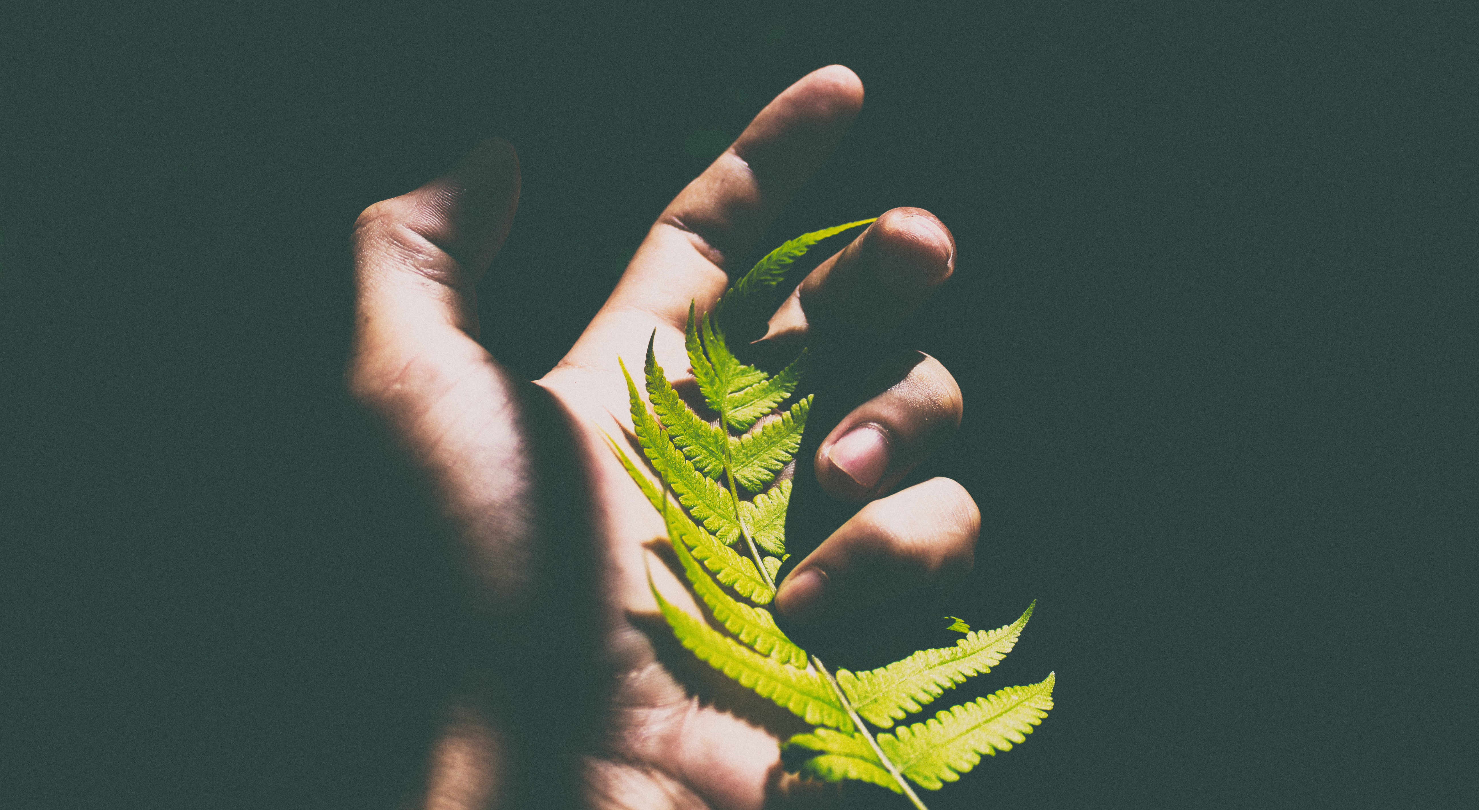 Hand holding fern leaf