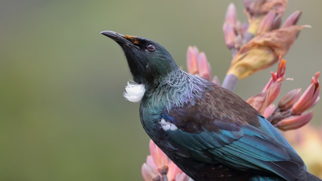 Tui perching on a branch