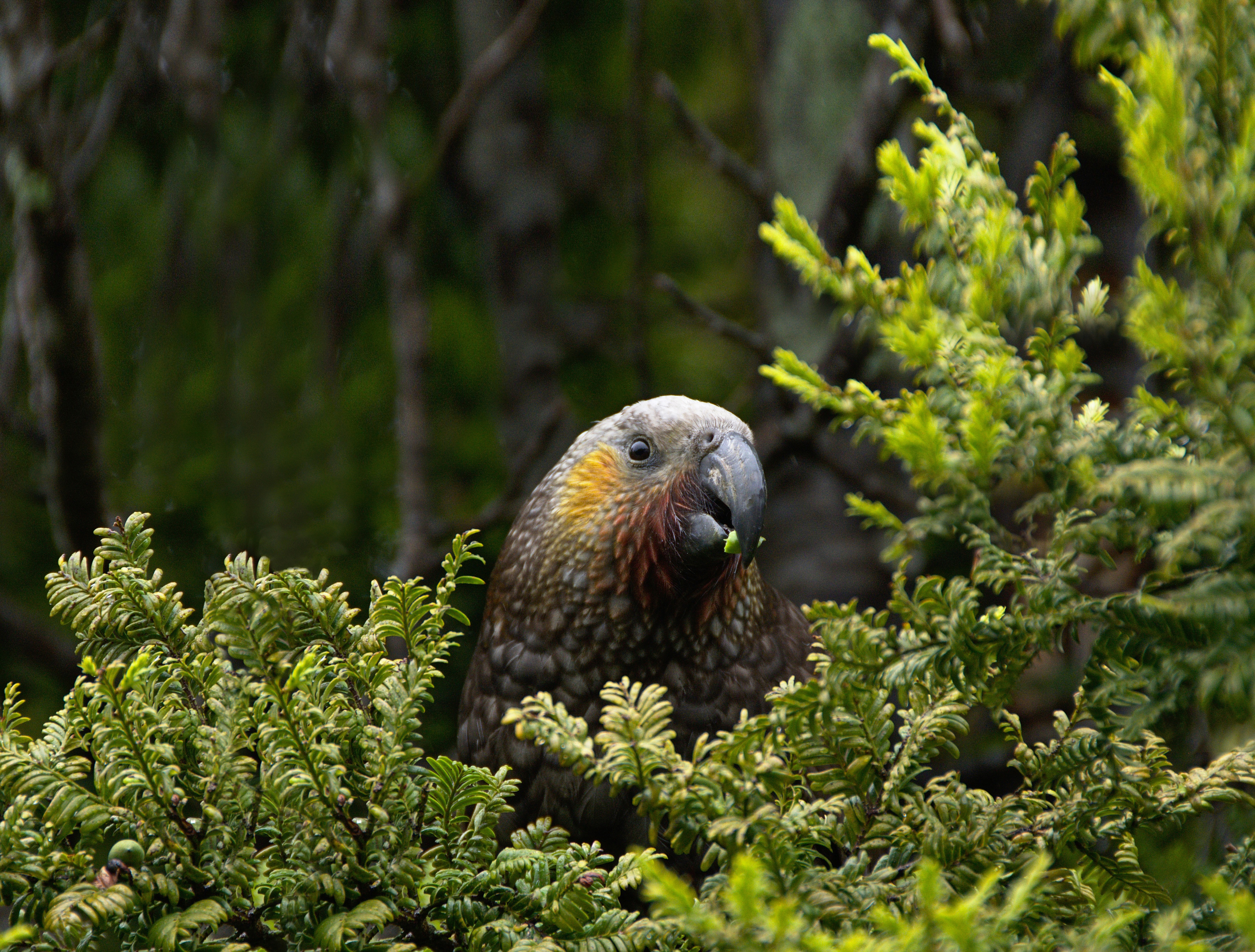 Native bird in tree