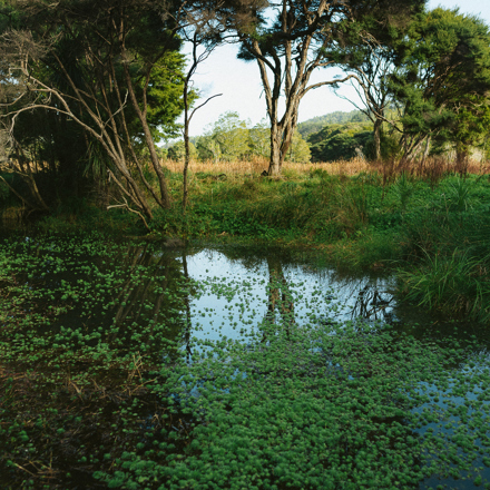 Waterway with aquatic vegetation growing and trees on the banks