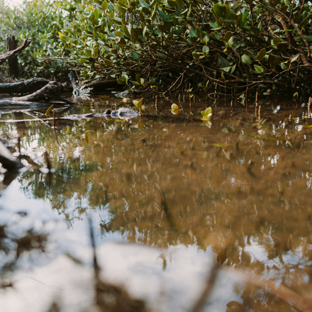 Close up of murky stream