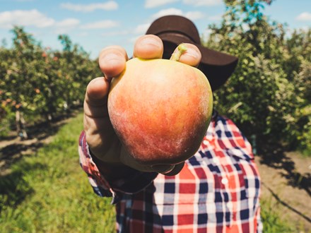 Person holding up apple to camera with orchard in background