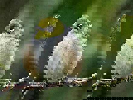 Fluffy Silver Eye/Wax Eye perching on branch 